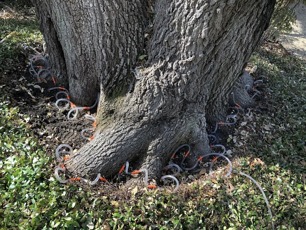 Detailed Tree Cabling and Bracing job site in Tofte