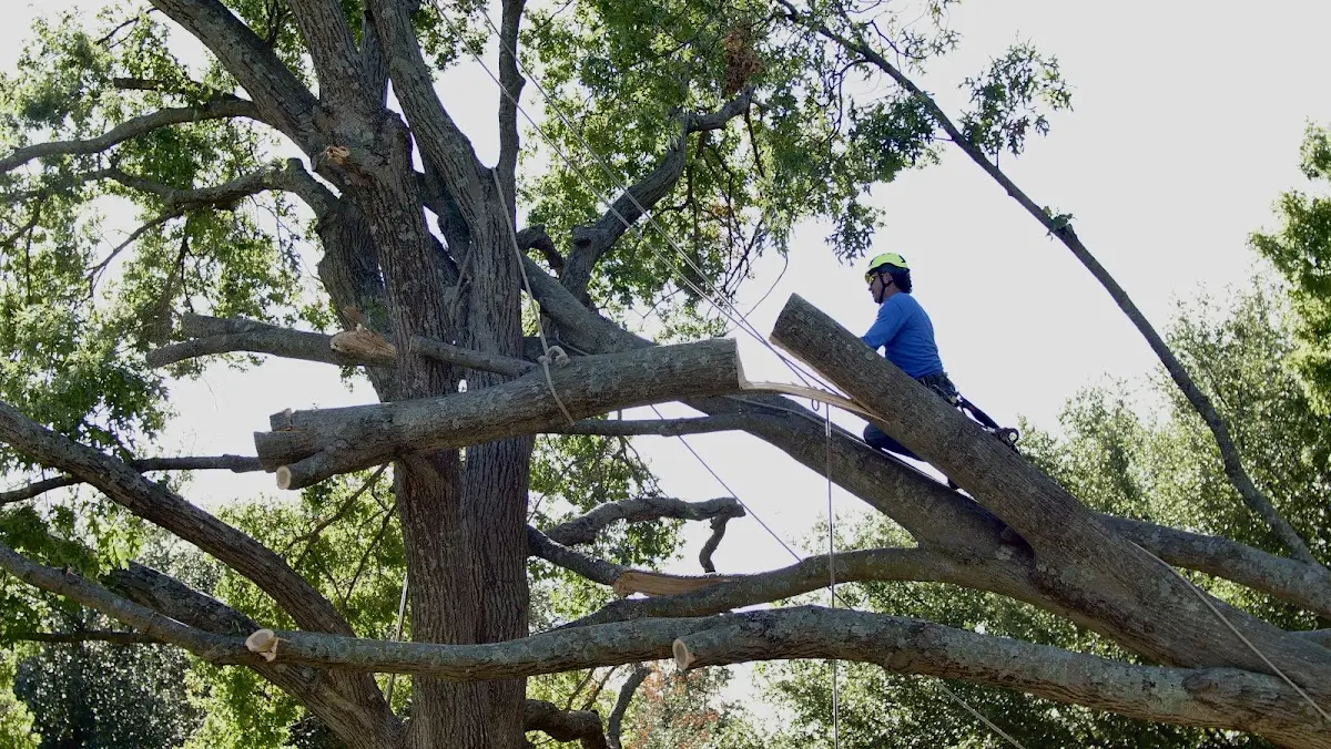 Professional Hazardous Tree Removal performed by certified arborists in Tofte